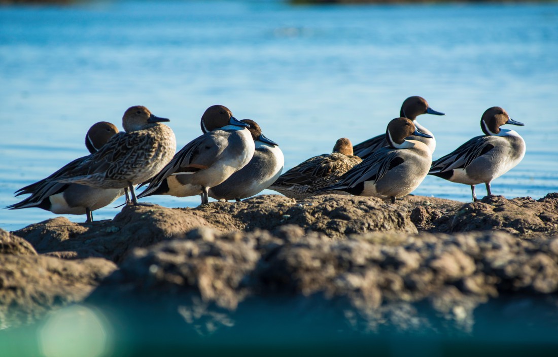 Duck Hunting | Tica Time | Venice, LA - AdobeStock_311267794